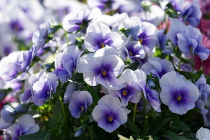 01d8d1dd8b98a4090bbfa8a6a3ab9a2a