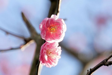 4943b65d35de6865778fe9d6902c9695