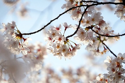 ソメイヨシノ 4ab0ffbc602a7cf6e7a95a94829c143c