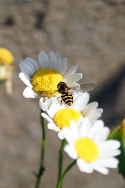 5283017b3ae94ab4a04f23b8040bea95