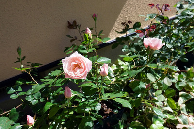 65280457-s 65280457-s