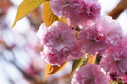 ヤエザクラ 9c9032146ffbfc2862d0218020f0c015