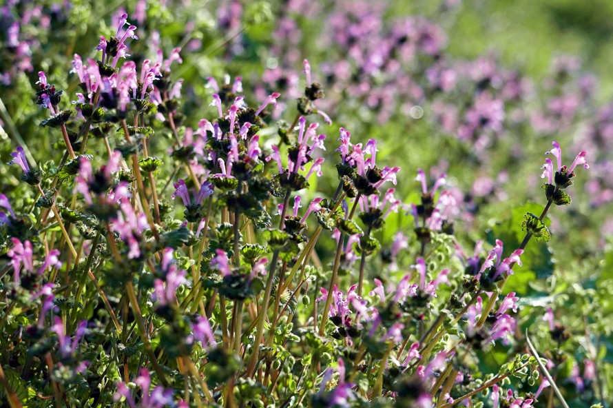 DSC02675 DSC02675