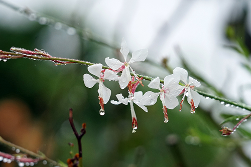 DSC03990 DSC03990
