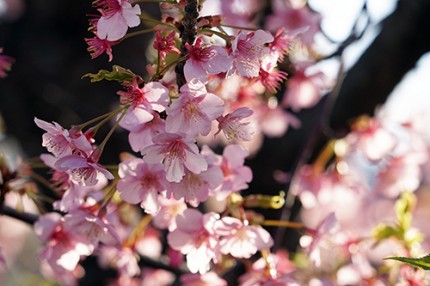 カワズザクラ a8885ca0ddcb81d3690071aea5c6895a