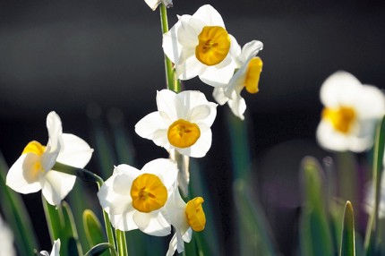 aa02d9bbcdd4931327e55f0889b010e0