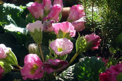 fcf7cb0e39adaa859400bf081e7bb230